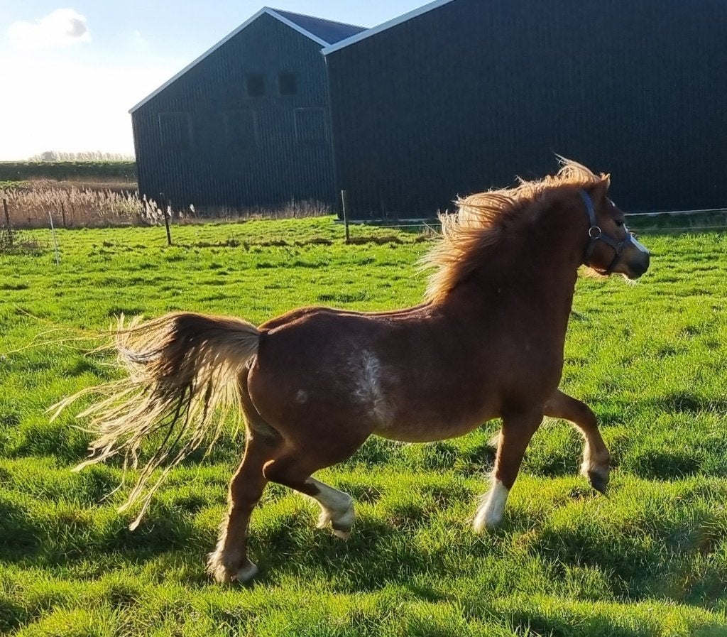 Schitterende, goedfokkende brave sabinovos Welsh A dekhengst, Dieren en Toebehoren, Met stamboom, 3 tot 6 jaar, B pony (1.17m tot 1.27m)