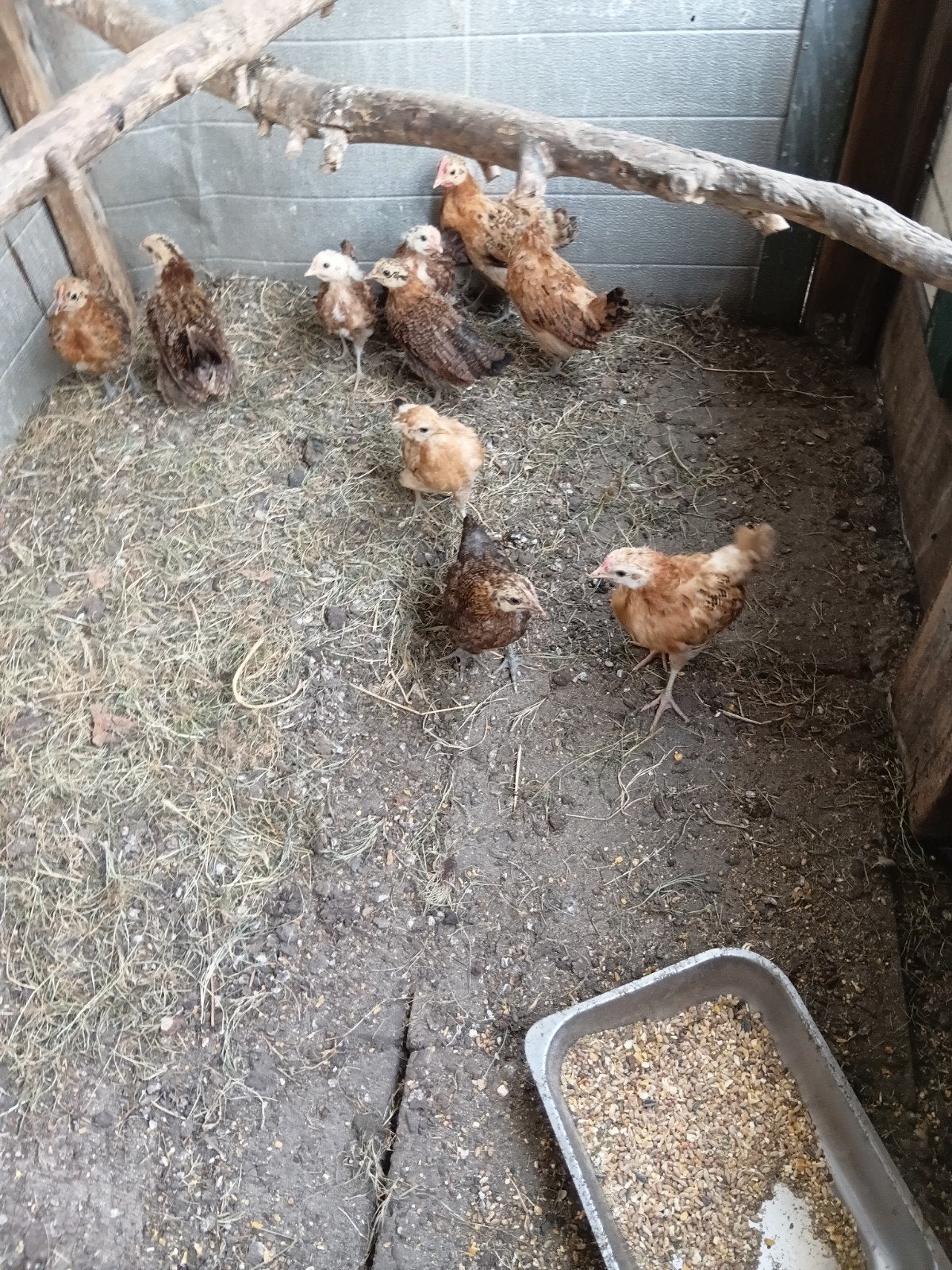 pluimvee kuikens, Dieren en Toebehoren, Pluimvee, Meerdere dieren, Kip