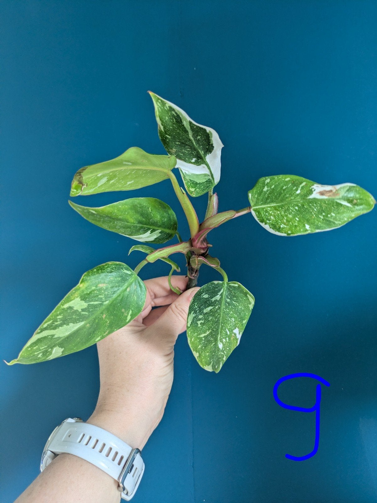 Philodendron White Princess grote stekken, Huis en Inrichting, Kamerplanten, Ophalen of Verzenden, Halfschaduw, Minder dan 100 cm