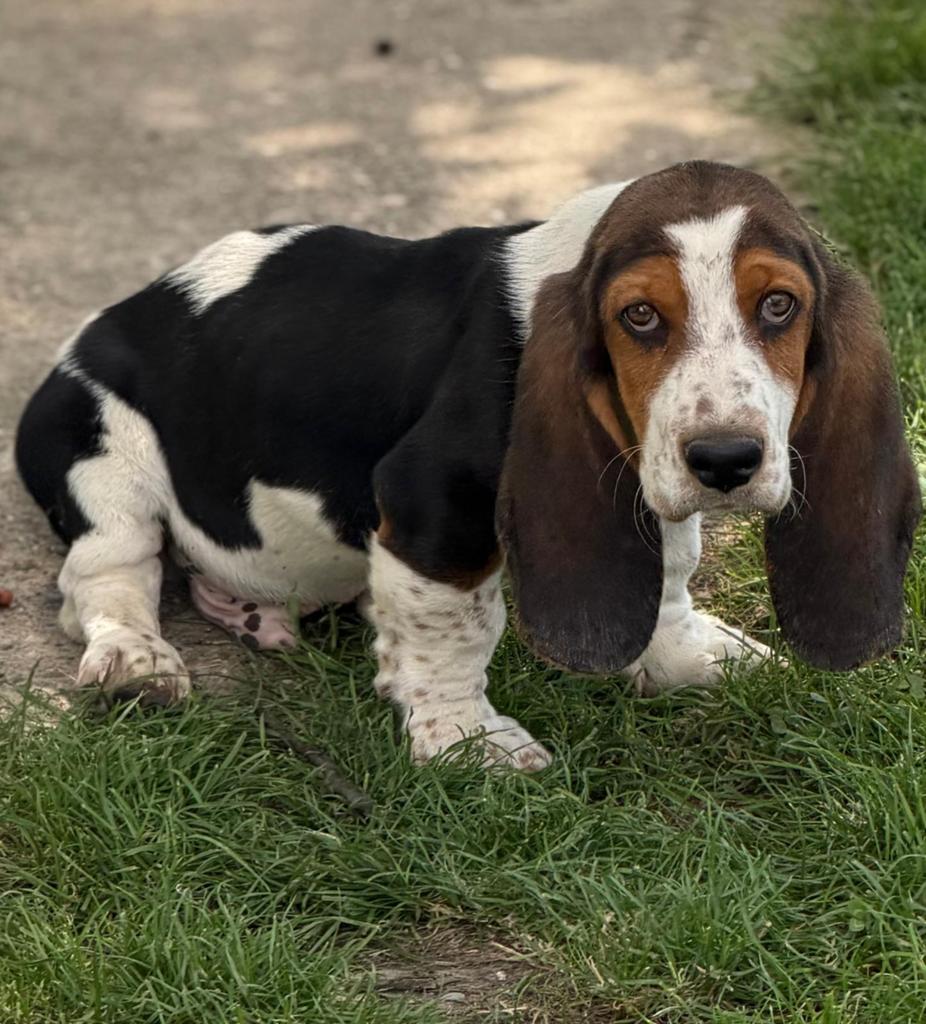 Basset hound pup, 15 weken tot 1 jaar, Reu, Eén hond, Nederland