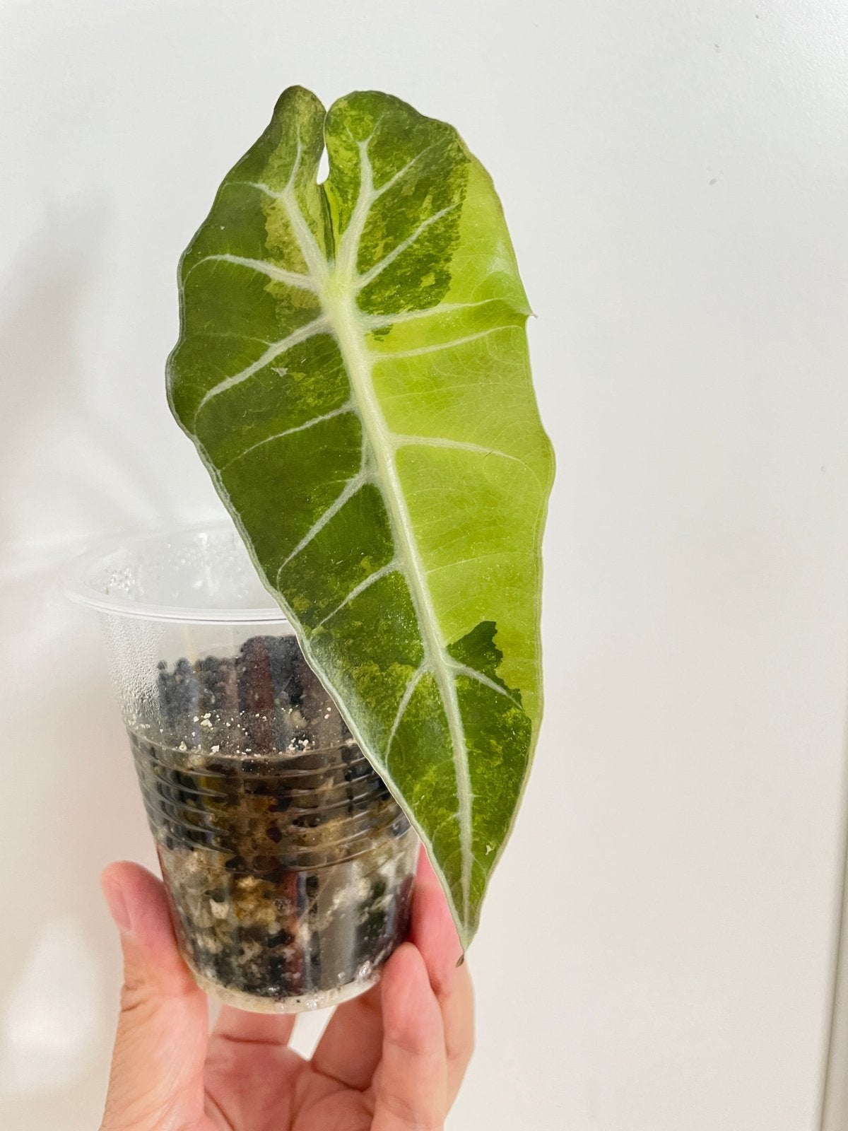 Alocasia polly aurea variegata, Huis en Inrichting, Kamerplanten, Ophalen of Verzenden, Halfschaduw, Minder dan 100 cm