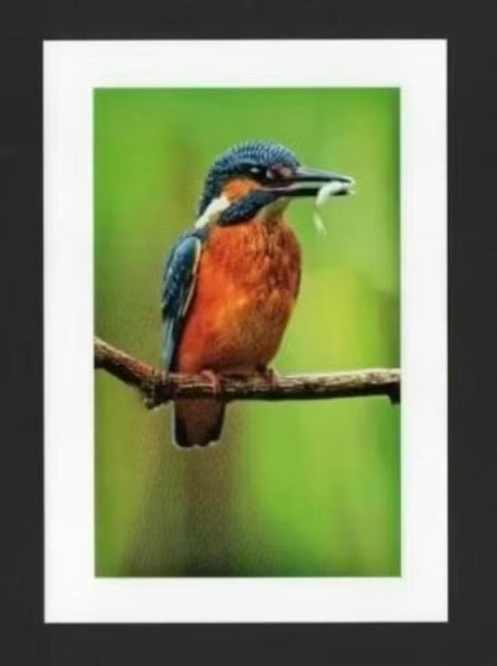 IJsvogel Alcedo Atthis met visje op tak., Ophalen of Verzenden, 1980 tot heden, Ongelopen, Vogel