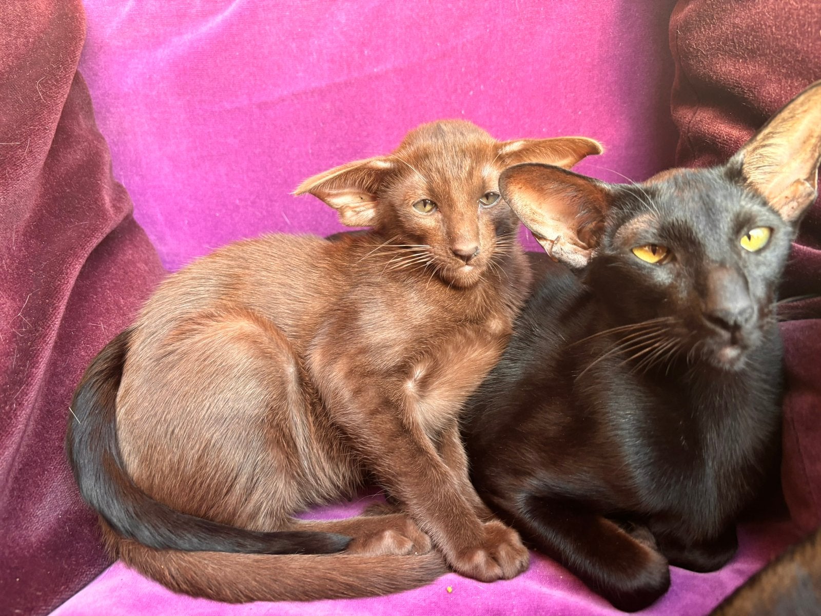 Dekkater gezocht (liefst zwart/witte europese korthaar), Dieren en Toebehoren, Katten en Kittens | Raskatten | Korthaar, Meerdere dieren