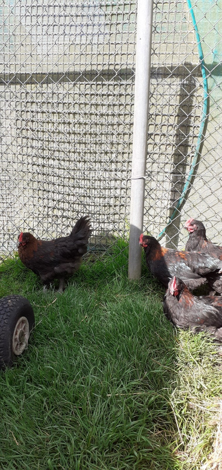 Marans hanen, zwart goudhals, 3maand oud., Dieren en Toebehoren, Pluimvee, Mannelijk, Kip