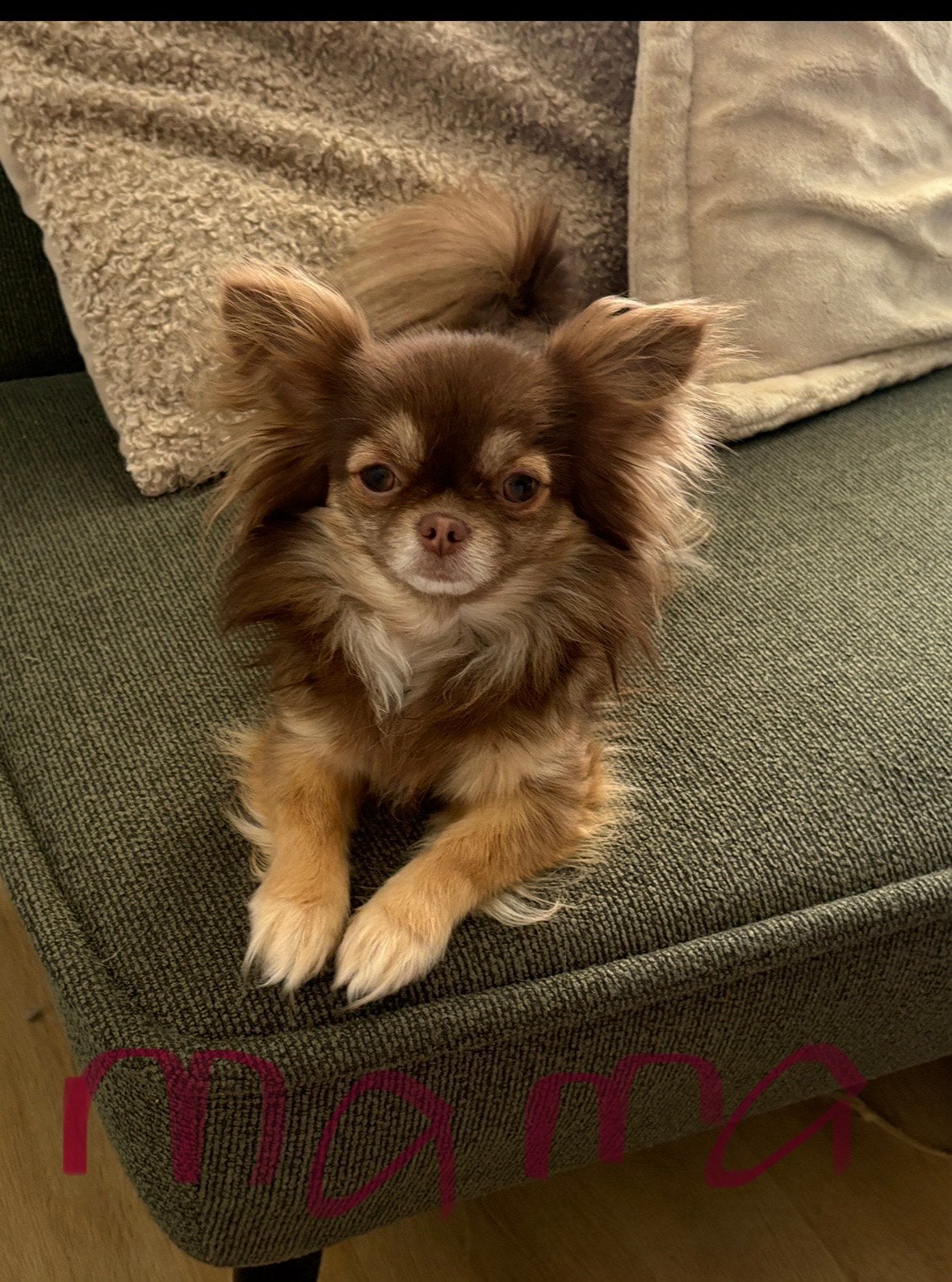 Vooraankondiging verwachting pups chihuahua x pomeriaan, Parvo, 8 tot 15 weken, Meerdere, Meerdere dieren