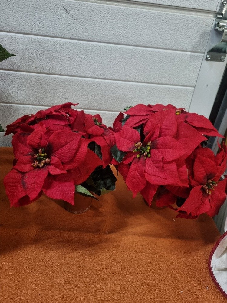 kerststerren kunstplanten volle planten, Ophalen of Verzenden, 'T Olde Gre-j, Info@toldegrej.nl, Endepoelstraat 20f Didam