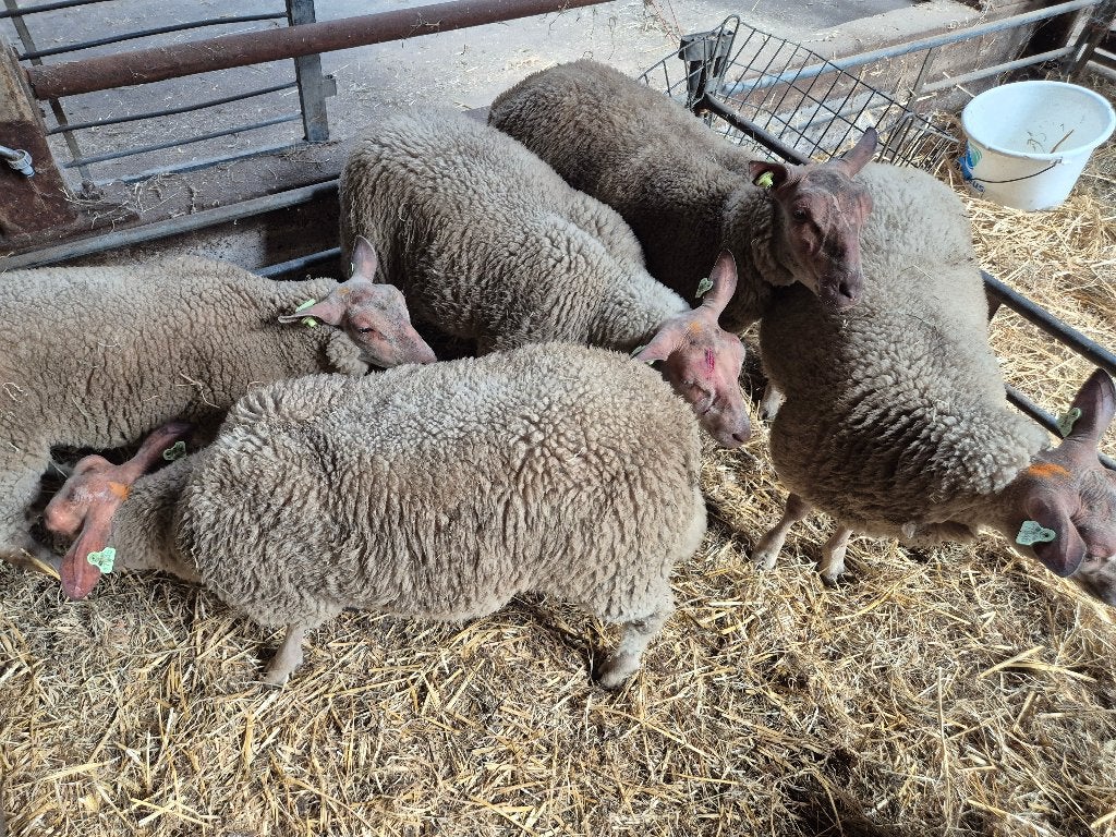 Rouge ooien, Vrouwelijk, Schaap, 0 tot 2 jaar