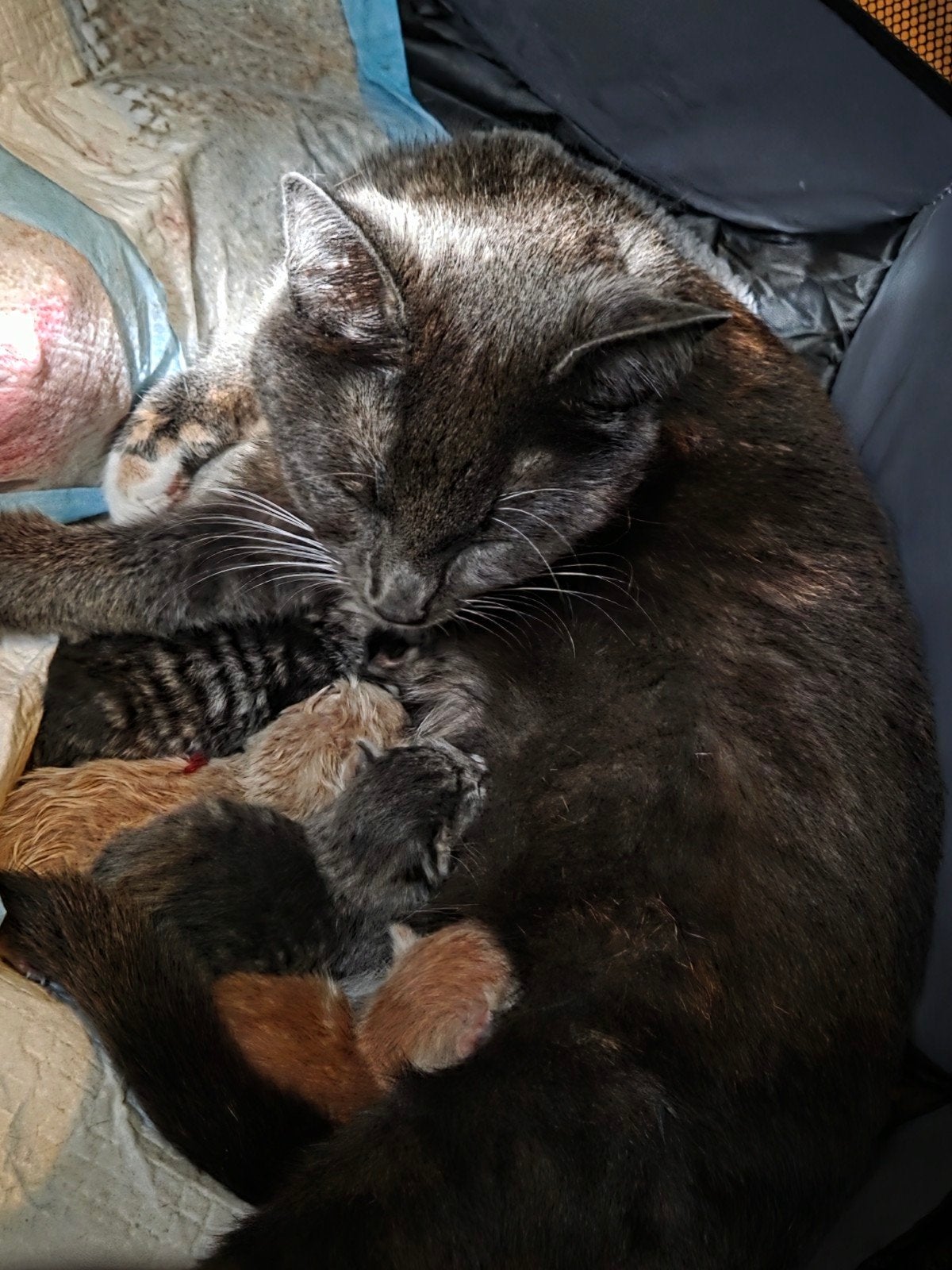 Kittens zoeken goud mandje, Kater