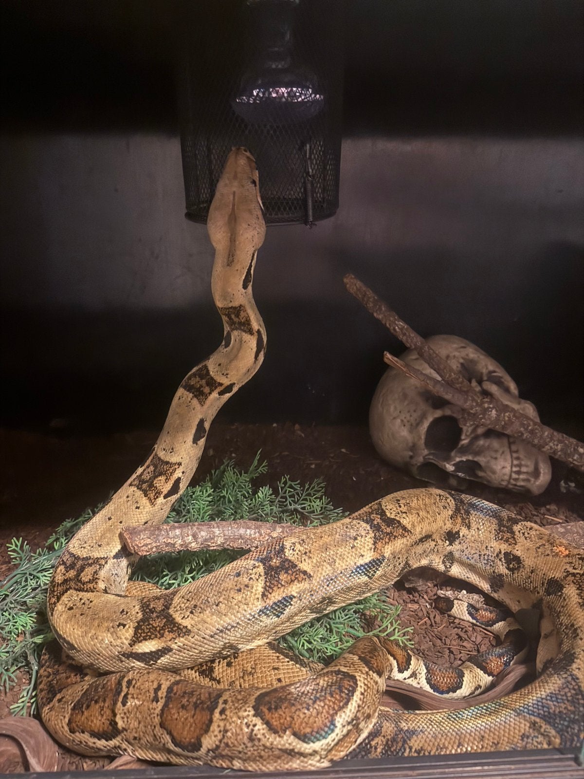 Boa constrictor & Python Boa Constrictor - unknown for sale from Zoëy