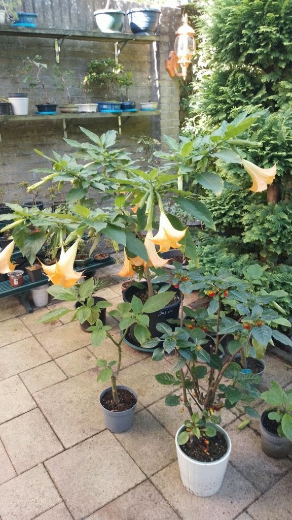 Brugmansia jericho Moederplant, Volle zon, Vaste plant, Zomer, Ophalen