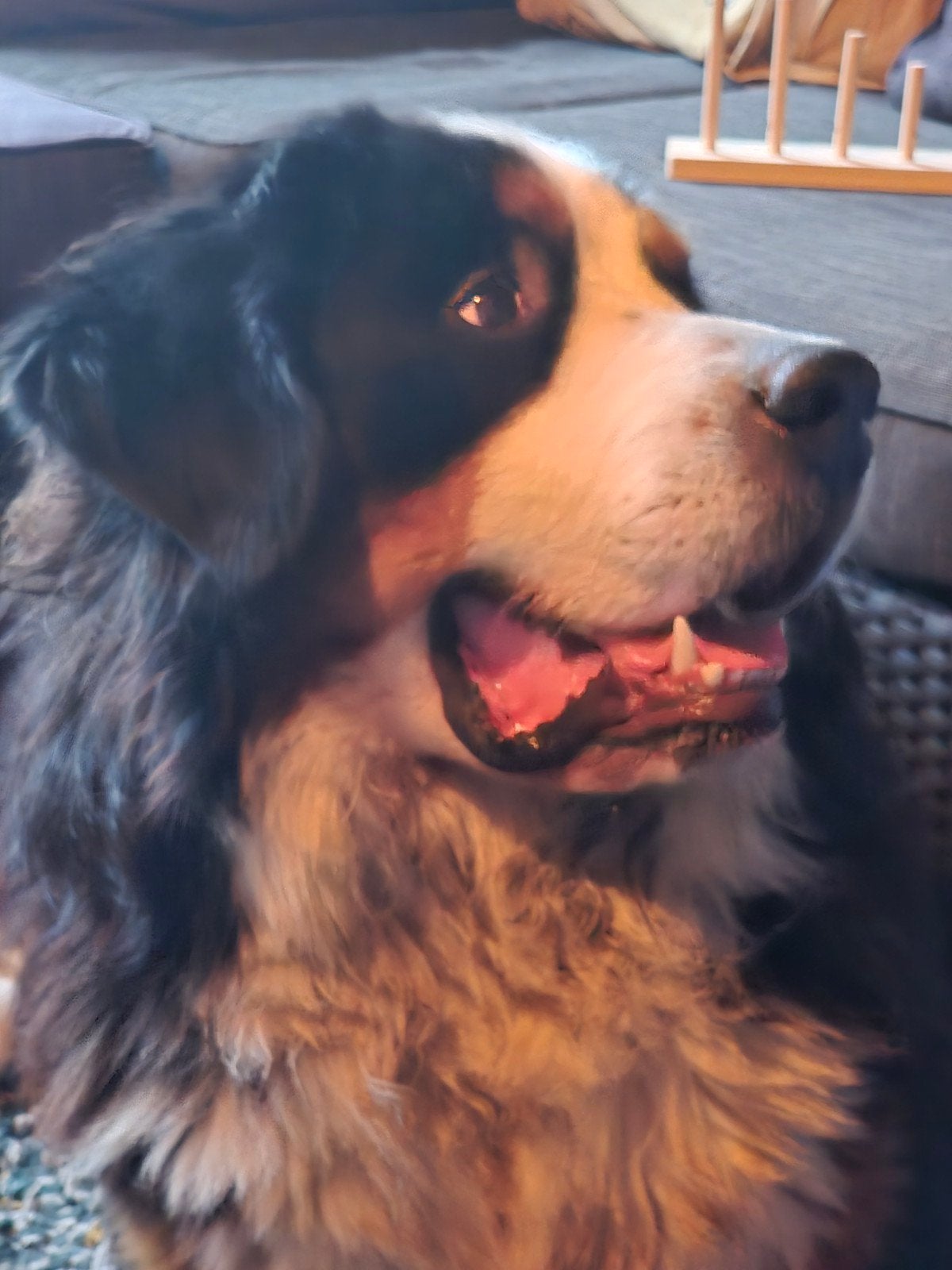 Berner Sennen Reu zoekt liefdevol thuis, Reu, 1 tot 2 jaar, Eén hond, Nederland