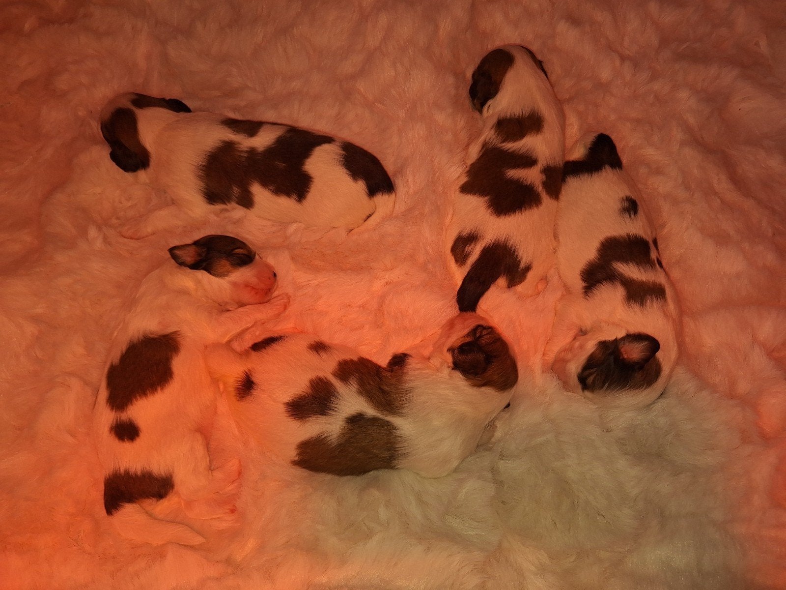Kooiker pups, 8 tot 15 weken, Meerdere, CDV (hondenziekte), Nederland