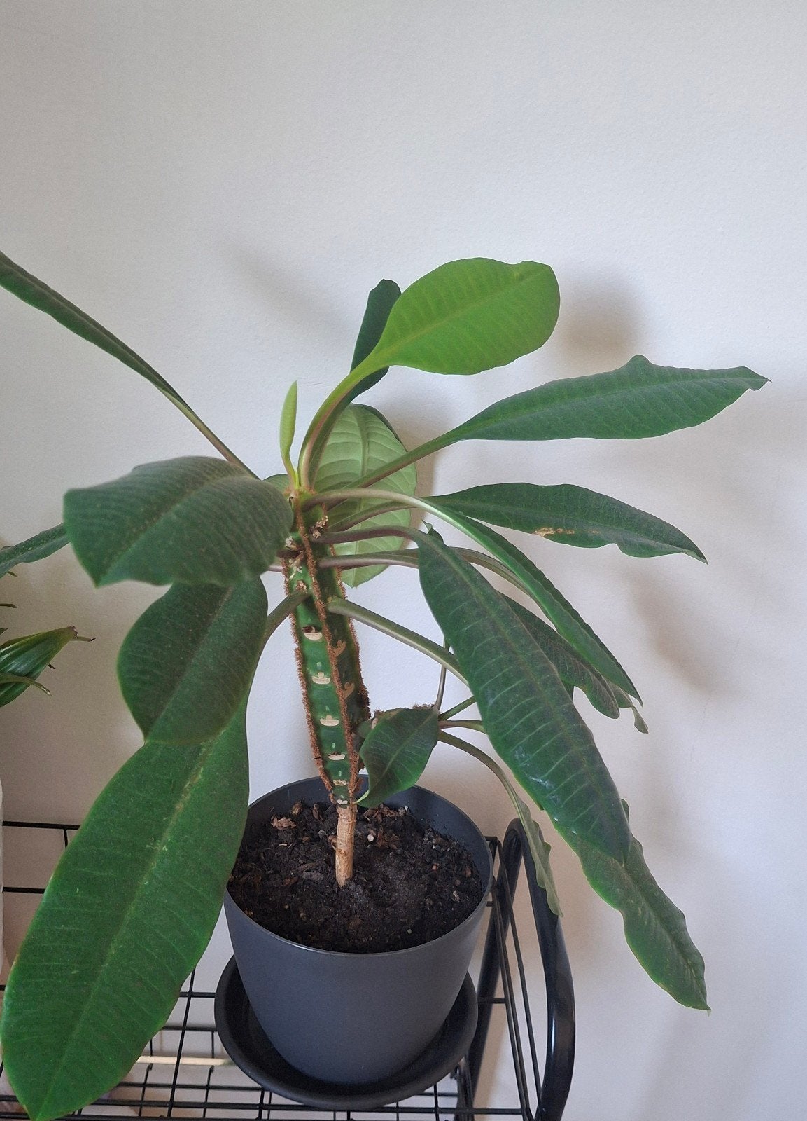 Madagaskar juweel – mooie grote kamerplant, Ophalen, Halfschaduw, Minder dan 100 cm