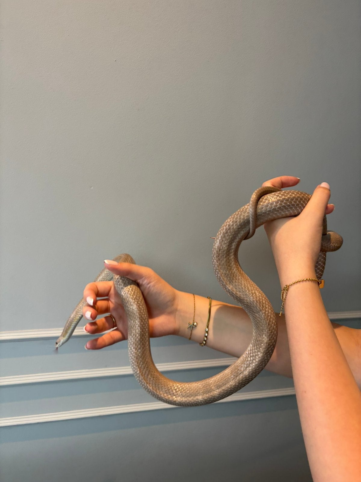 Rattenslang incl terrarium en toebehoren, Slang, Met terrarium, 3 tot 6 jaar