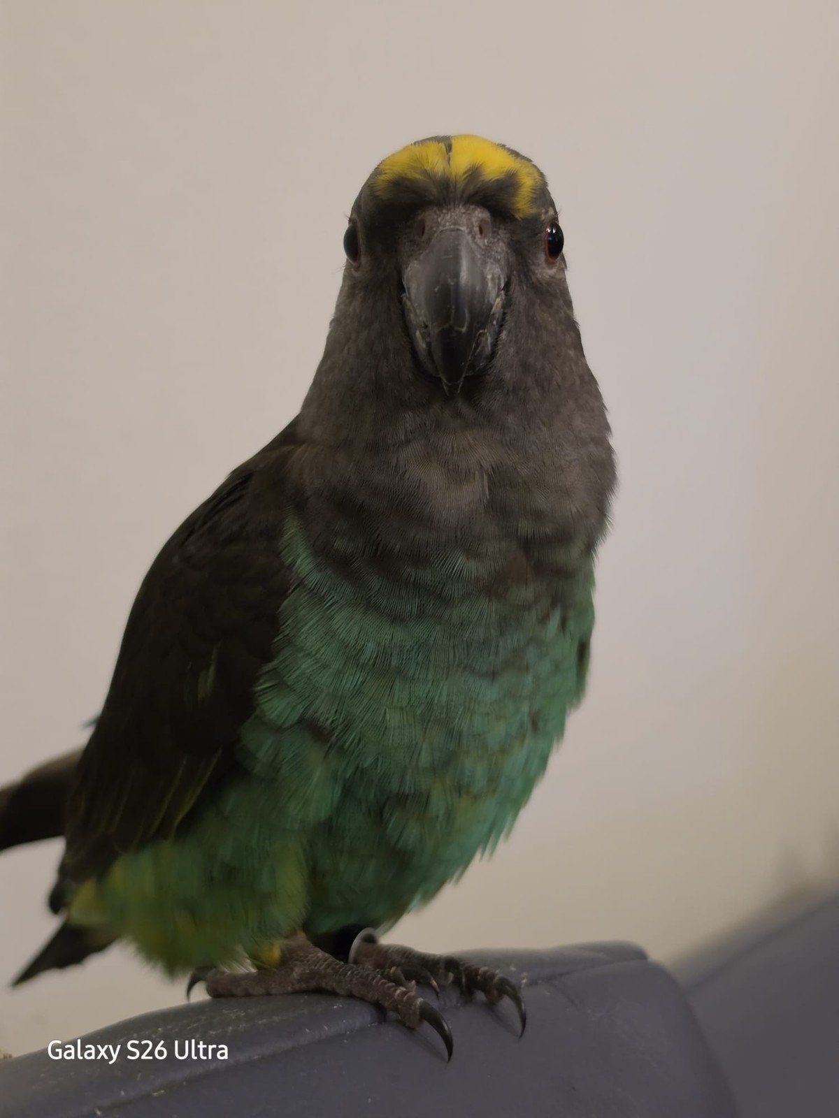 Meierpapagaaitje, Vrouwelijk, Tropenvogel, Geringd