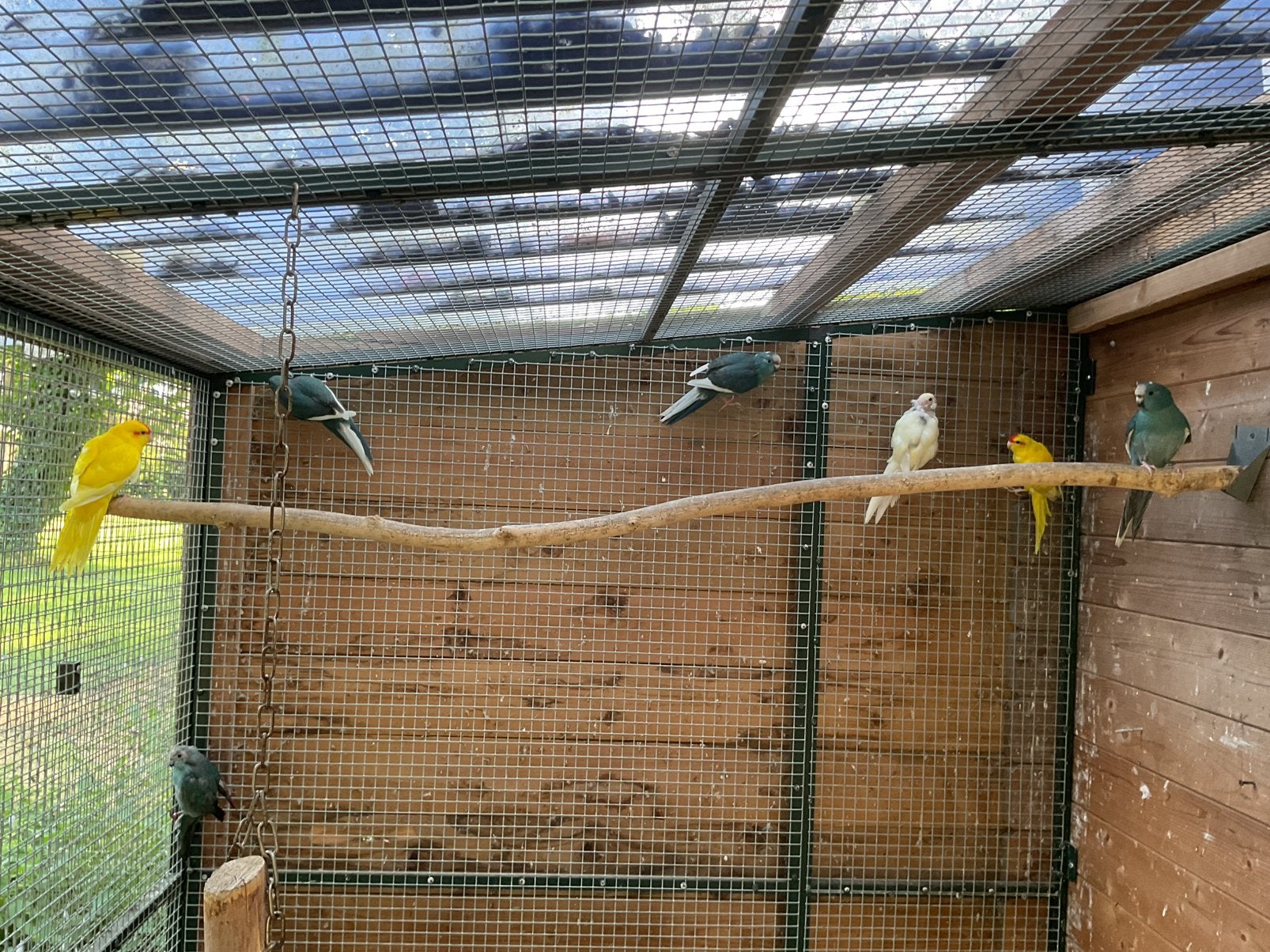 Te koop gele Kakariki’s, Meerdere dieren, Parkiet, Geringd