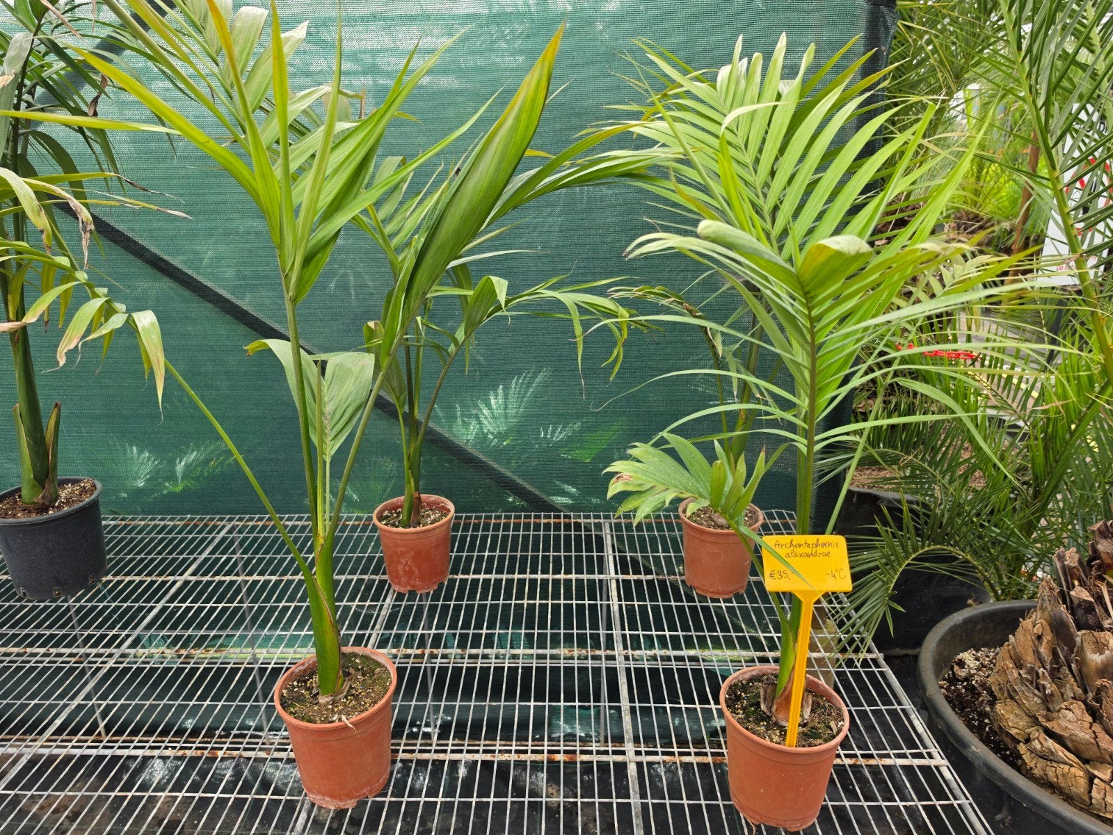 Archontophoenix alexandrae palmboom, Ophalen, Overige soorten, Volle zon