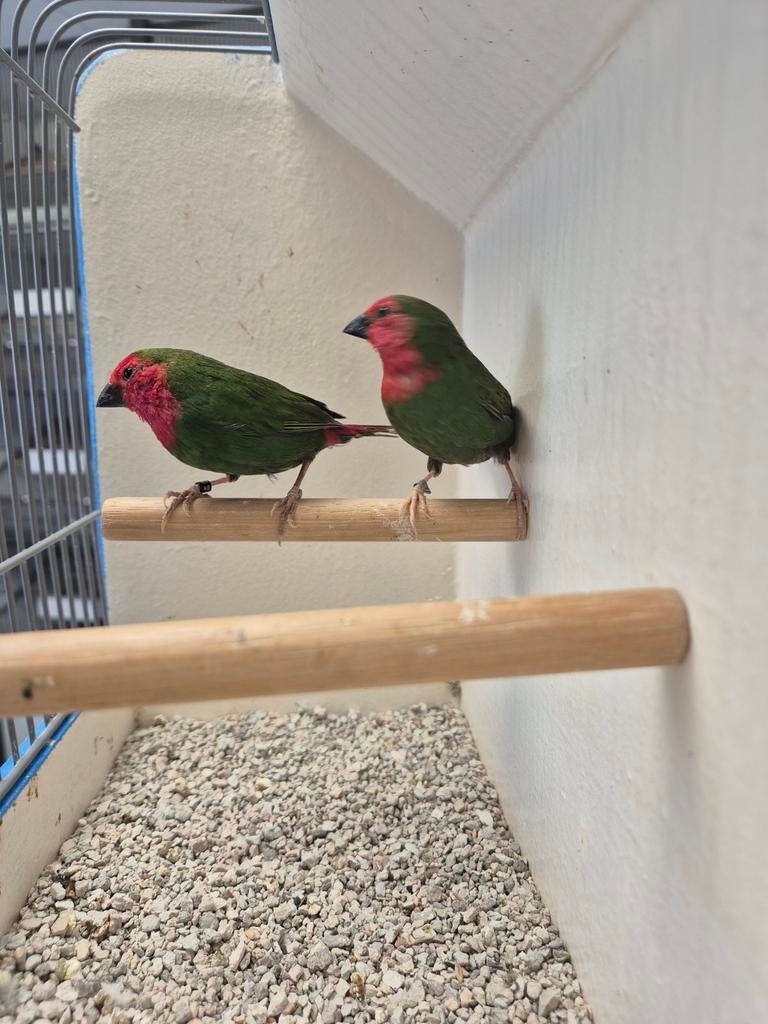 koppel roodkop papegaai amadines, Dieren en Toebehoren, Meerdere dieren