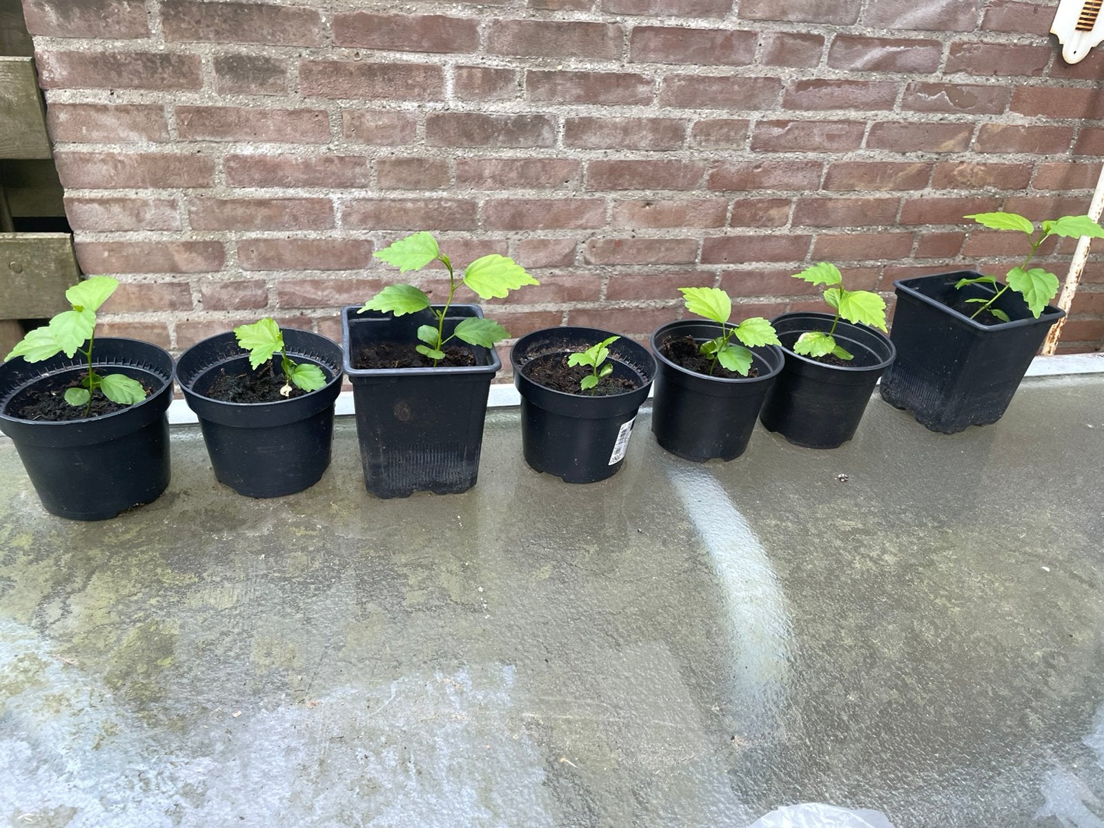 Tuinhibiscus stekken, Tuin en Terras, Ophalen, Overige soorten, Volle zon