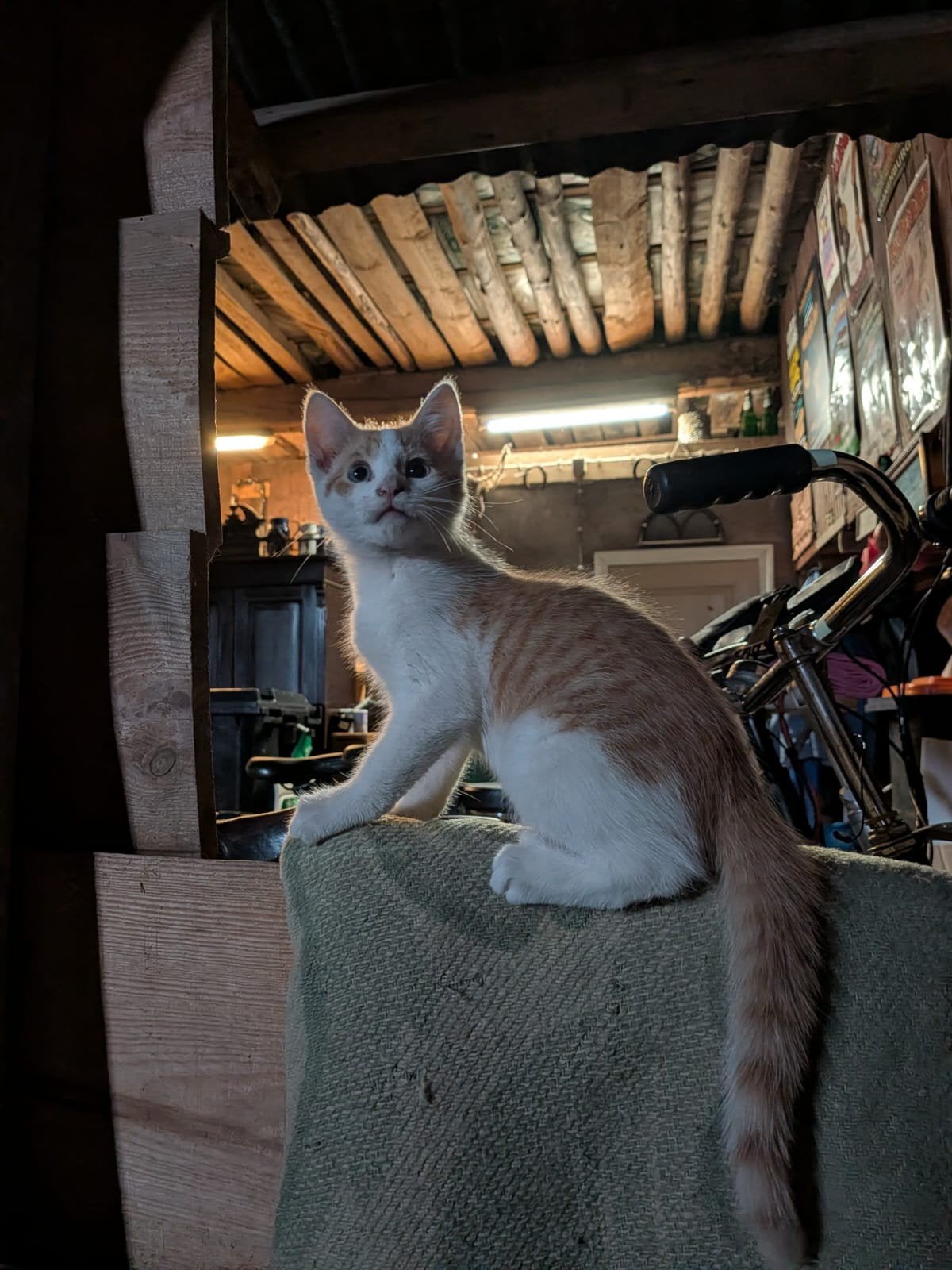 1 lief rood katertje te koop, Dieren en Toebehoren, Meerdere dieren