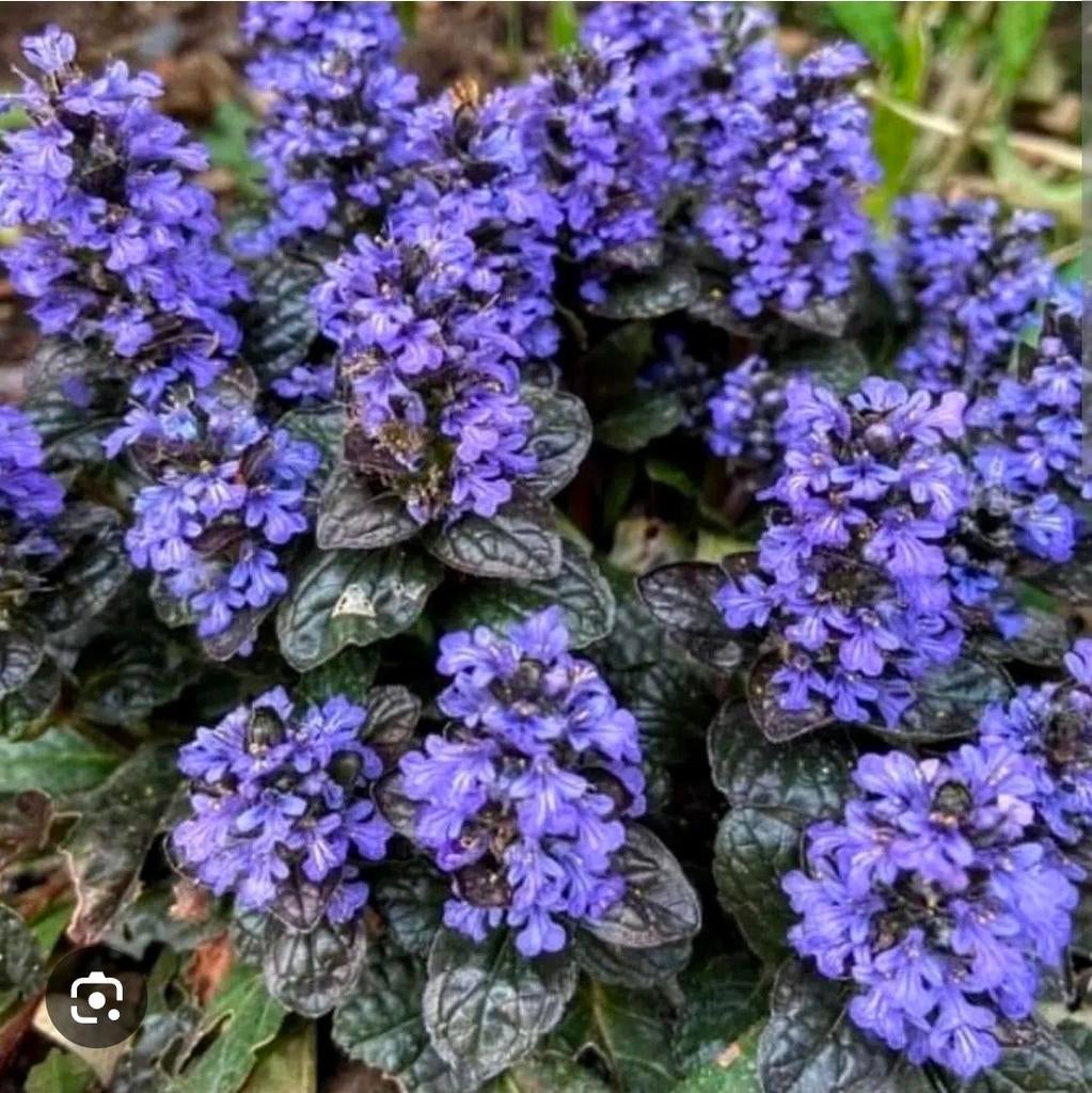 Ajuga  (raptans) vaste planten, bodembedekkiers, Overige soorten, Vaste plant, Ophalen of Verzenden, Halfschaduw