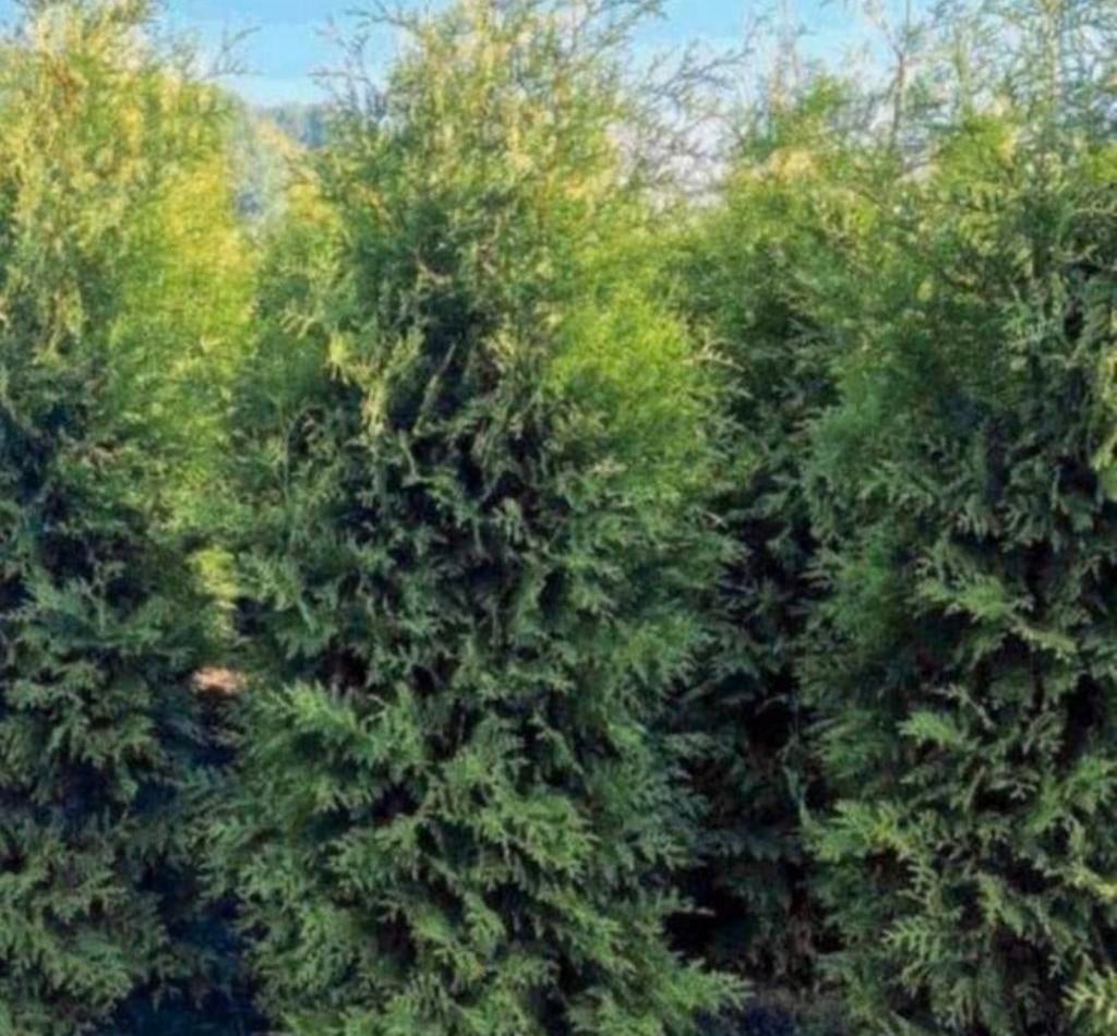 38 coniferen 225 cm AANBIEDING, Ophalen of Verzenden, Bloeit niet, Overige soorten, Volle zon