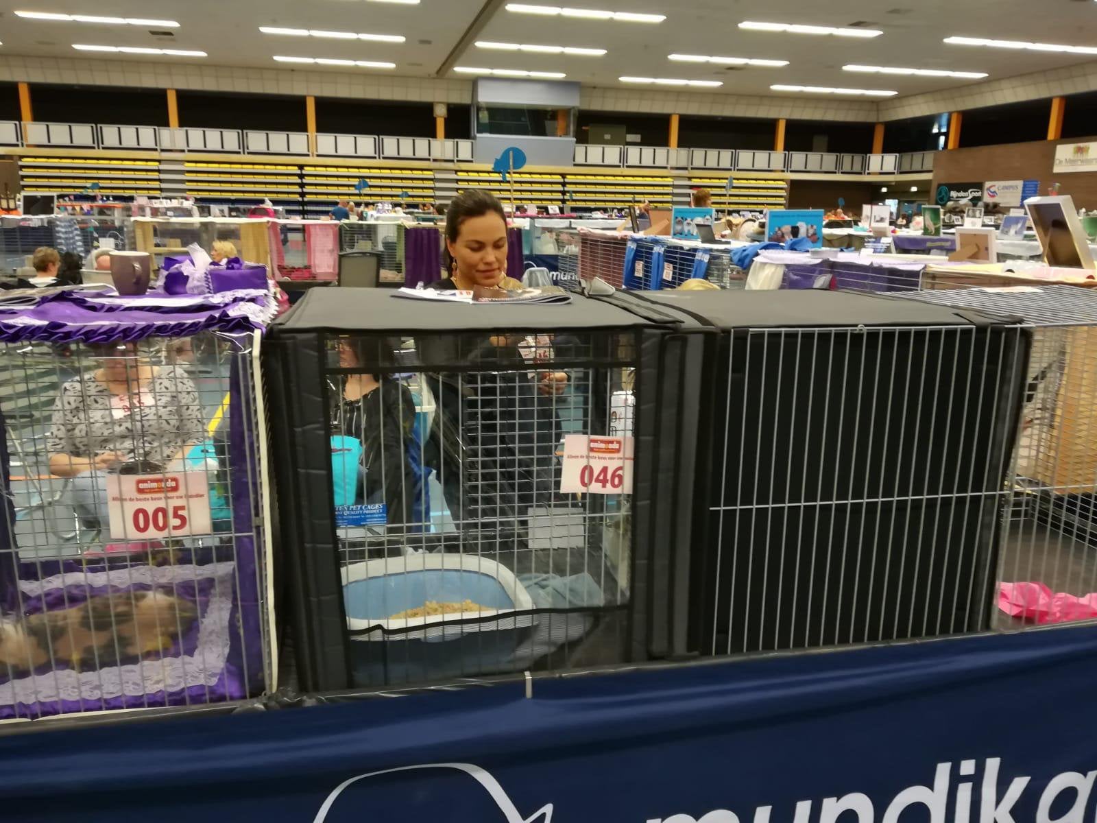 Showkooihoezen kattenshow | Royal Dutch, Dieren en Toebehoren, Katten-accessoires, Ophalen, Zo goed als nieuw