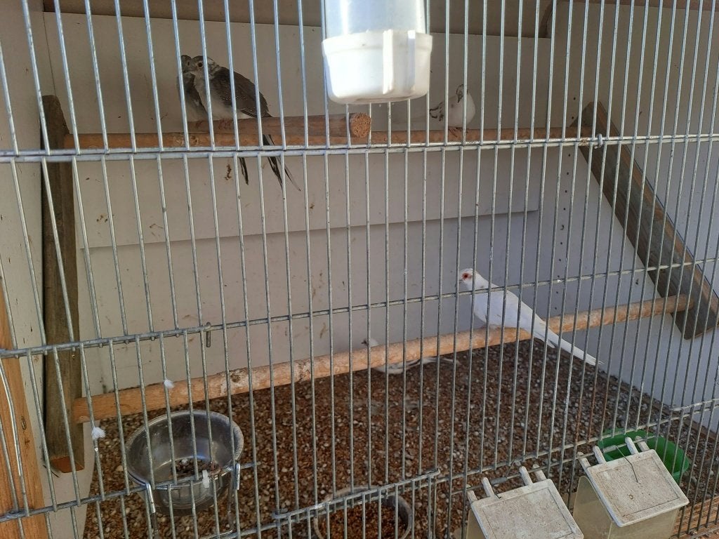 5 bonte diamant duiven, Dieren en Toebehoren, Meerdere dieren, Tam