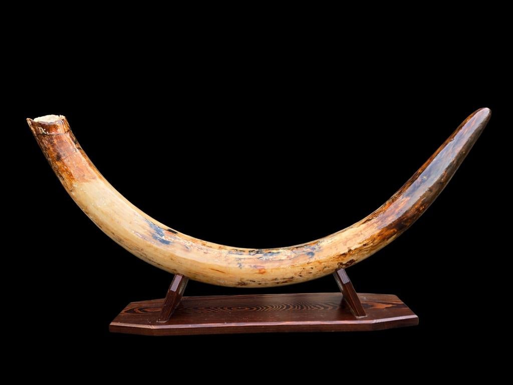 Complete mammoet slagtand 125cm, Verzamelen, Mineralen en Fossielen, Ophalen of Verzenden