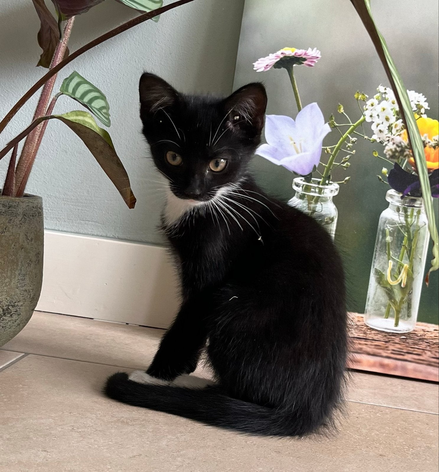 Nog 2 lieve kittens te koop 1 poes, 1 kater, Dieren en Toebehoren, Meerdere dieren