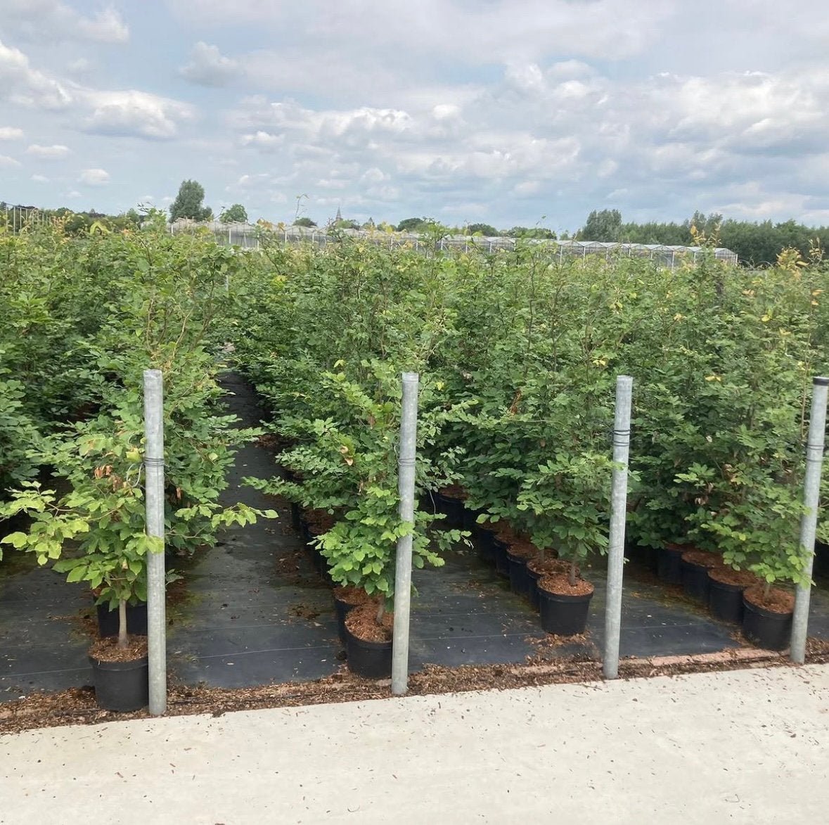 Fagus sylvatica en atropunicea beuken in potgekweekt, Ophalen of Verzenden, Beukenhaag, 100 tot 250 cm