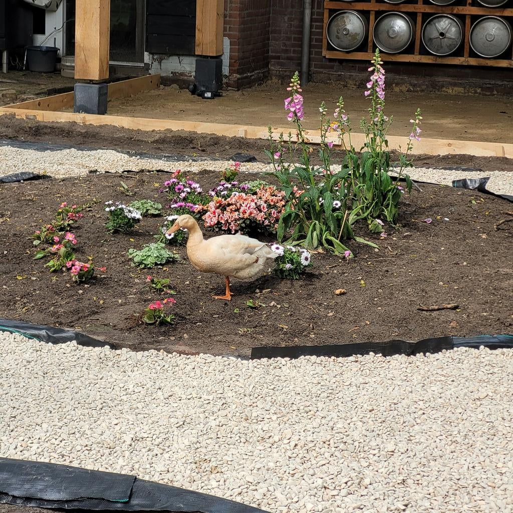 2 aanhankelijke loopeenden, Dieren en Toebehoren, Pluimvee, Vrouwelijk, Eend