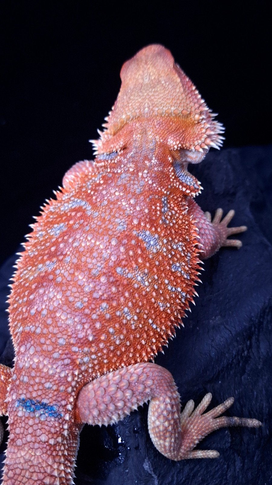 Baardagaam Mannen Red Hypo Blue Bar Bearded Dragon photo 17