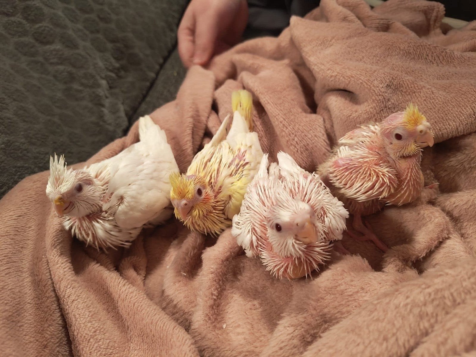 jonge valkparkieten 5 weken 2 lutino 2 albino, Meerdere dieren, Parkiet, Tam