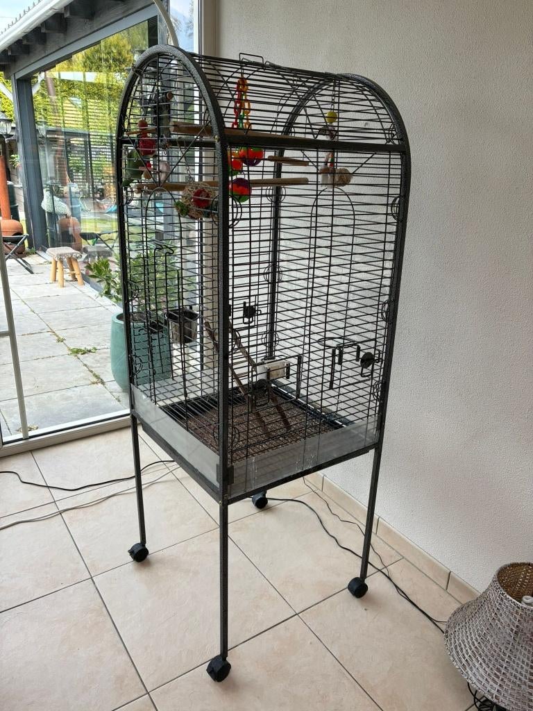 Perzikkopagapornis (dwergpapegaai), Dieren en Toebehoren, Vogels | Parkieten en Papegaaien, Geslacht onbekend, Dwergpapegaai of Agapornis