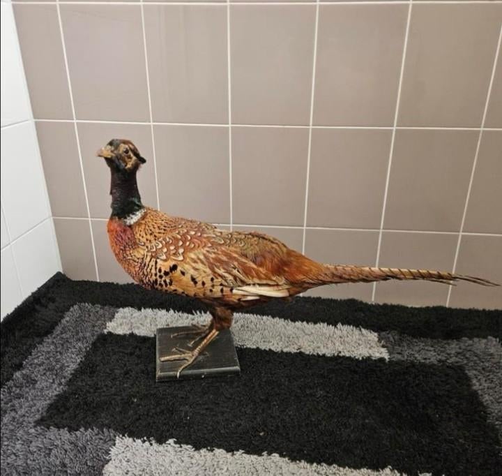 Opgezette fazant opgezet taxidermie taxidermy geprepareerd, Verzamelen, Ophalen of Verzenden, Gebruikt, Vogel, Opgezet dier
