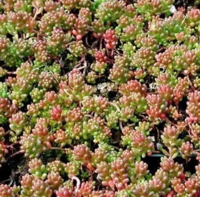 Sedum coral carpet p9 pot vol biologisch bodembedekker, Ophalen, Overige soorten, Volle zon