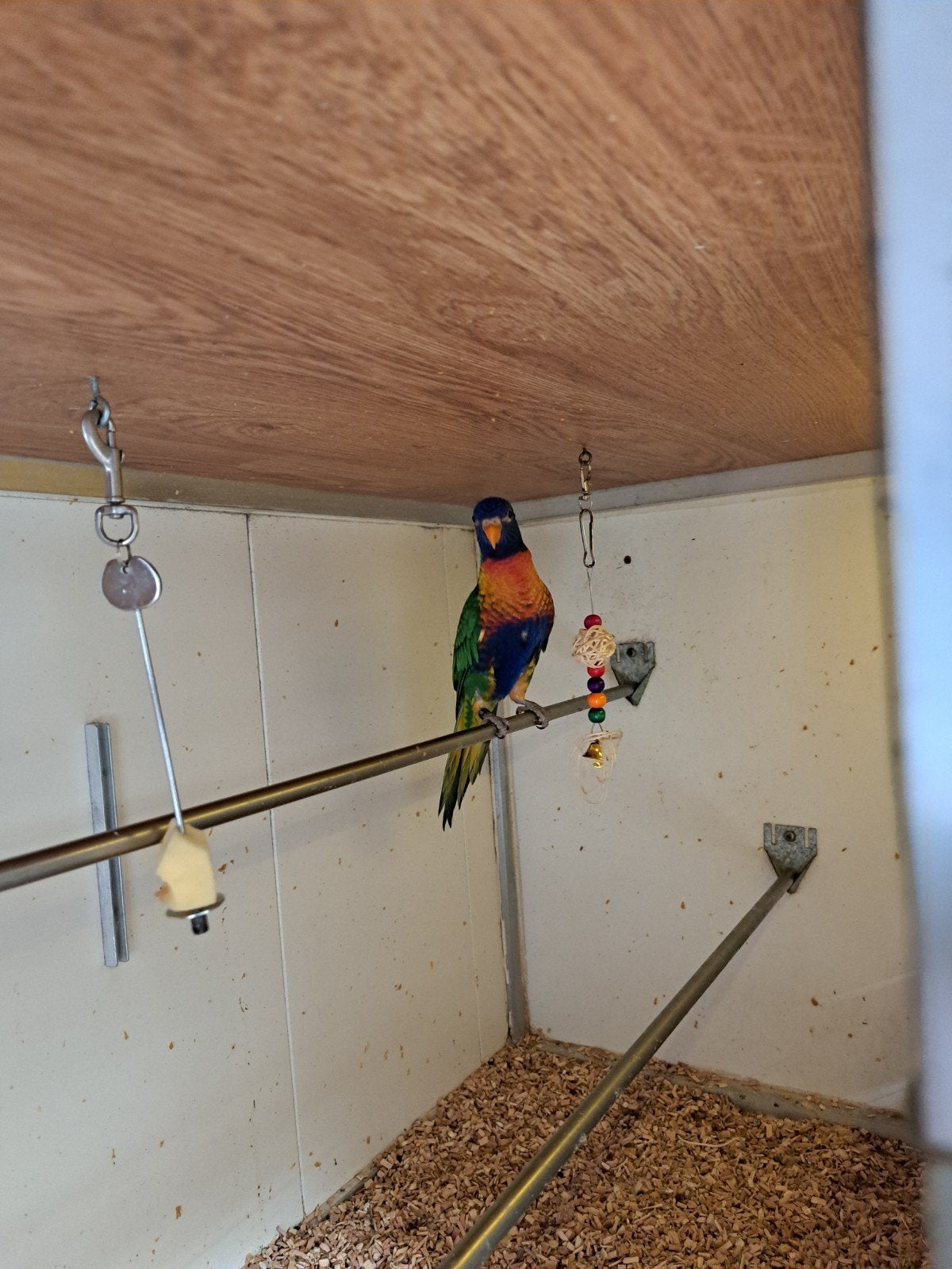 jonge lori van de blauwe bergen, Dieren en Toebehoren, Vrouwelijk, Papegaai, Geringd