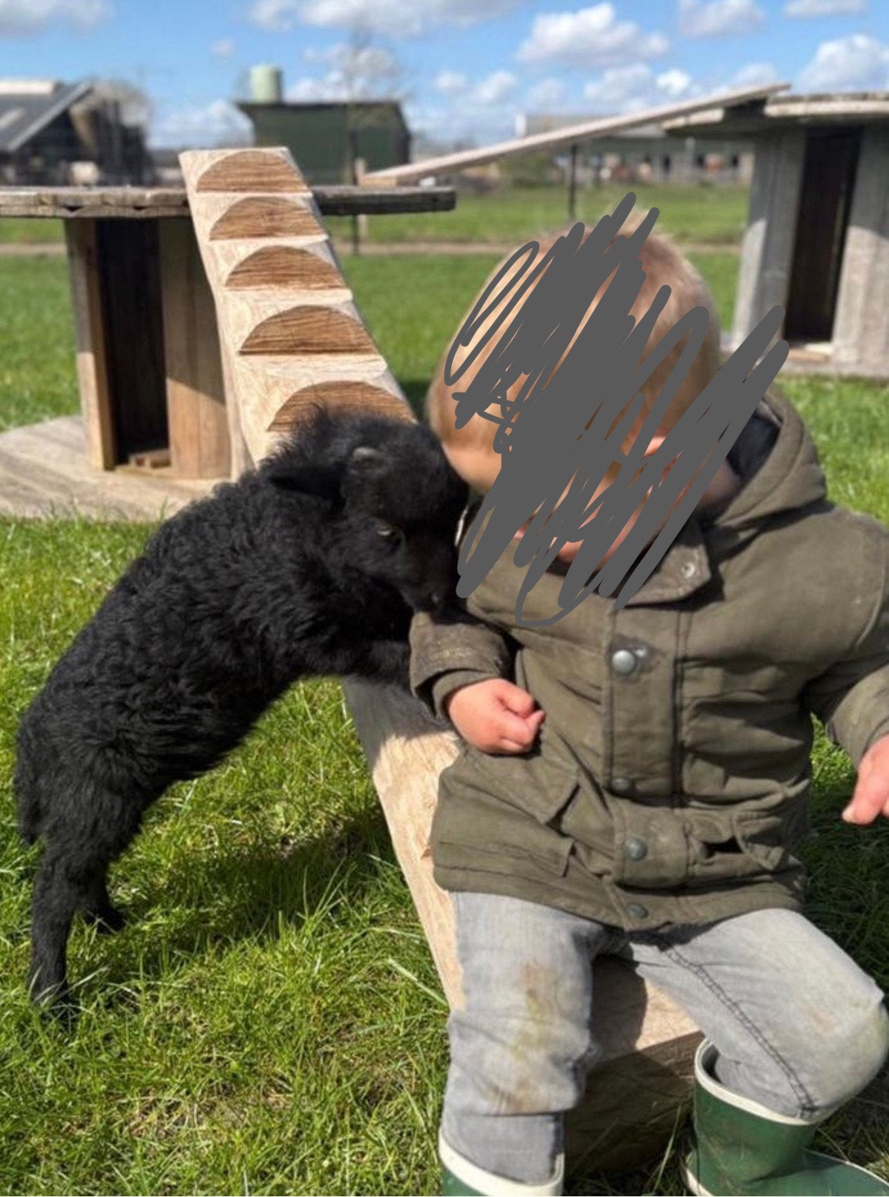 Ouessant ram lammetje evt met ooitje, Dieren en Toebehoren, Mannelijk, Schaap