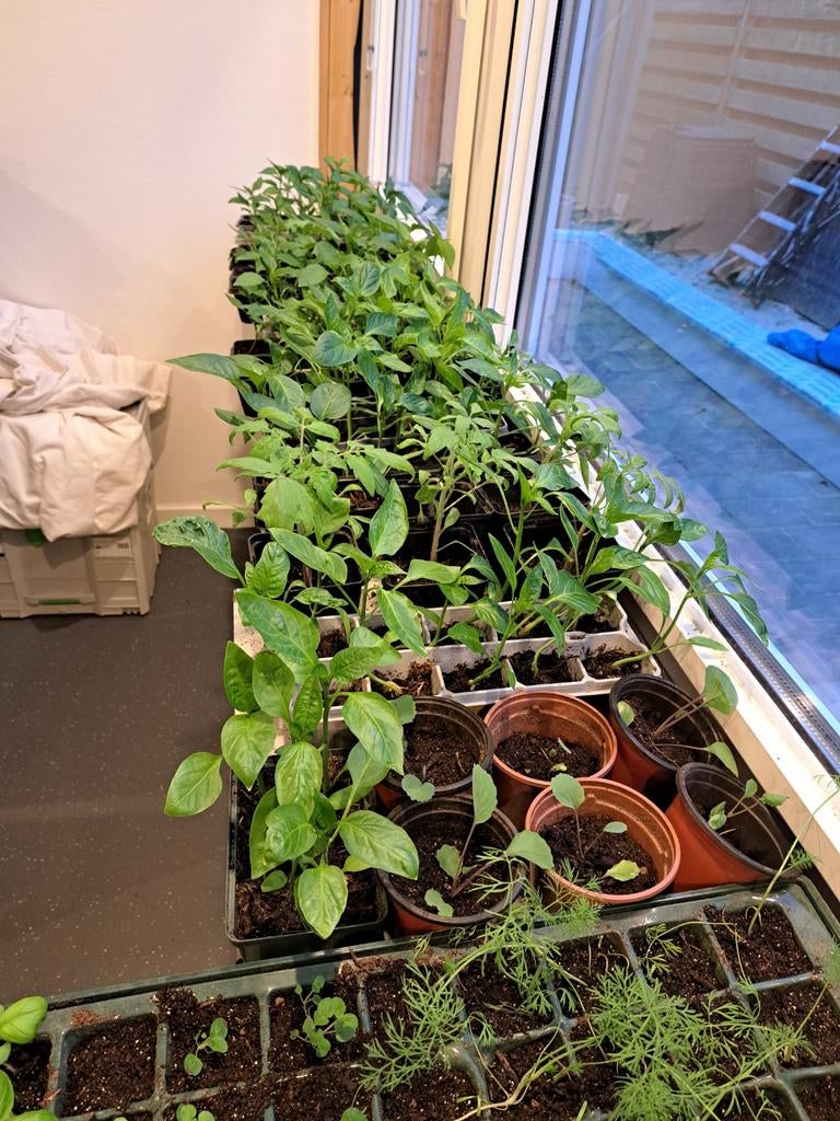 Diverse Jonge Planten: Tomaten, Paprika's, pompoen& Meer, Tuin en Terras, Planten | Tuinplanten, Ophalen of Verzenden, Eenjarig