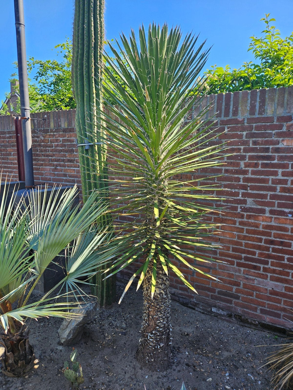 Yucca Filifera - 2,5 meter hoog, Ophalen, Overige soorten, Volle zon