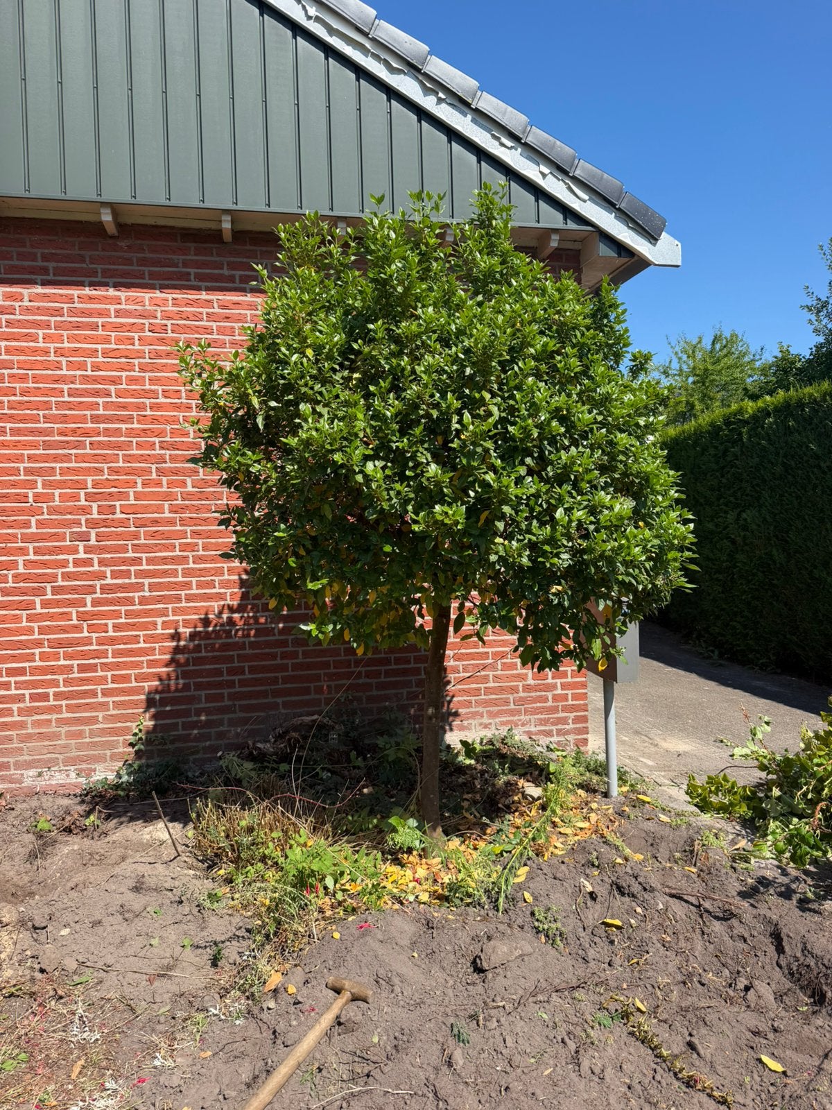 Boompje, Tuin en Terras, Ophalen, Volle zon, Overige soorten