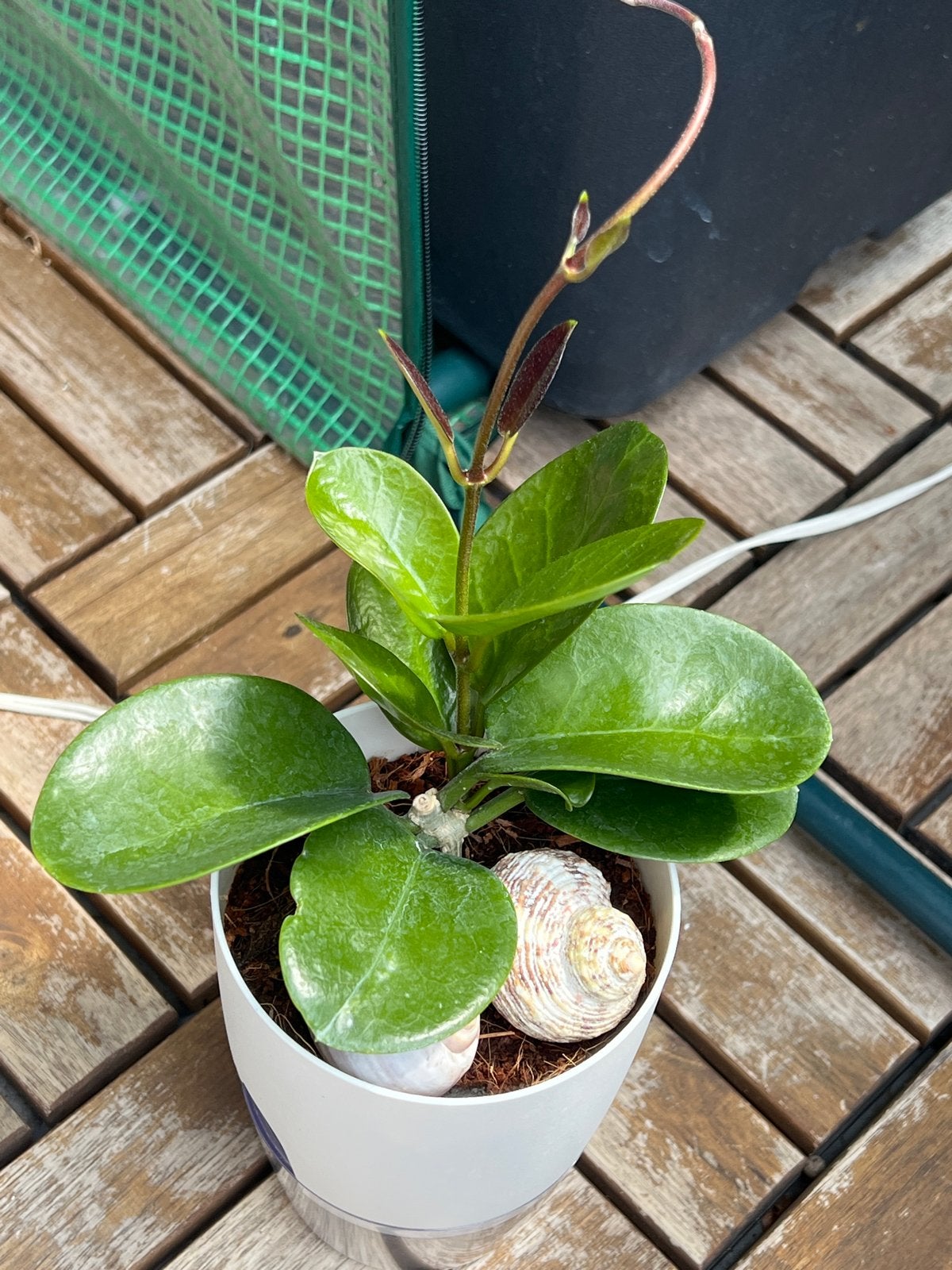 Hoya Australis Lisa - Jonge plant in pot, Overige soorten, In pot, Minder dan 100 cm, Groene kamerplant