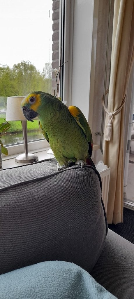 Goed huisje gezocht voor een amazone, Geslacht onbekend, Papegaai