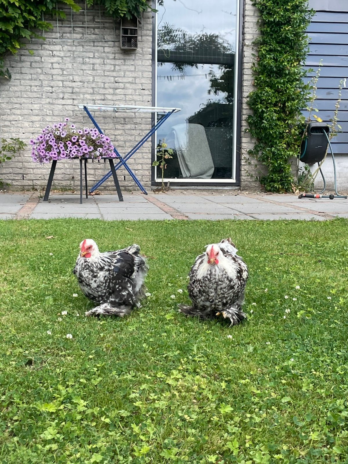 2 cochin kriel haantjes, Dieren en Toebehoren, Mannelijk, Kip