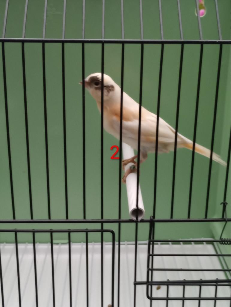 Jonge Harlekijn Kanaries, Dieren en Toebehoren, Meerdere dieren, Kleurkanarie