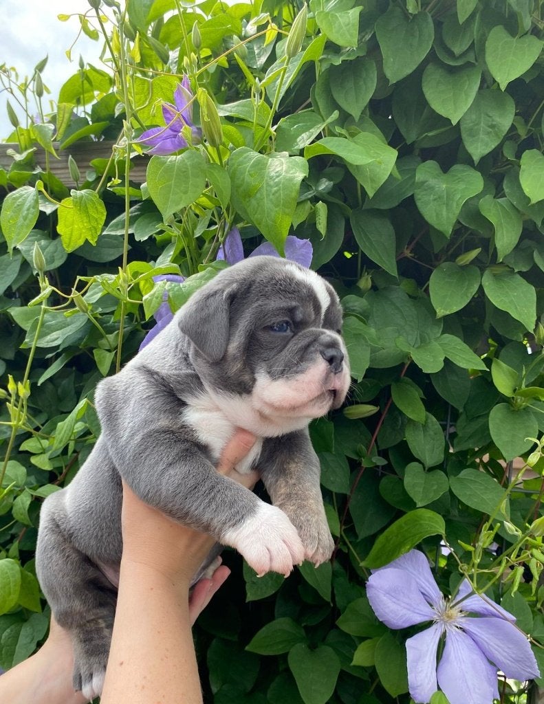 Prachtige new english bulldog reu, Dieren en Toebehoren, Honden | Bulldogs, Pinschers en Molossers, Parvo, Reu, 8 tot 15 weken