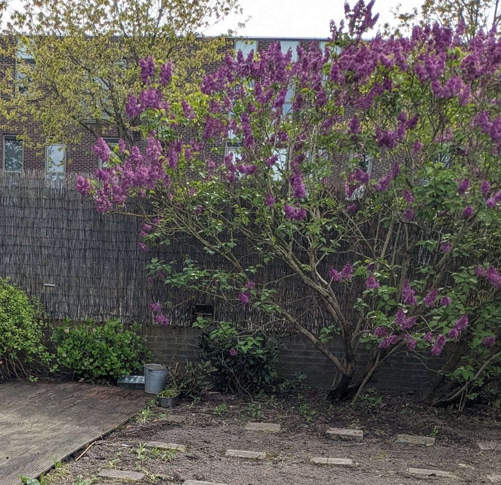 Sering, Tuin en Terras, Volle zon, Vaste plant, Lente, Ophalen
