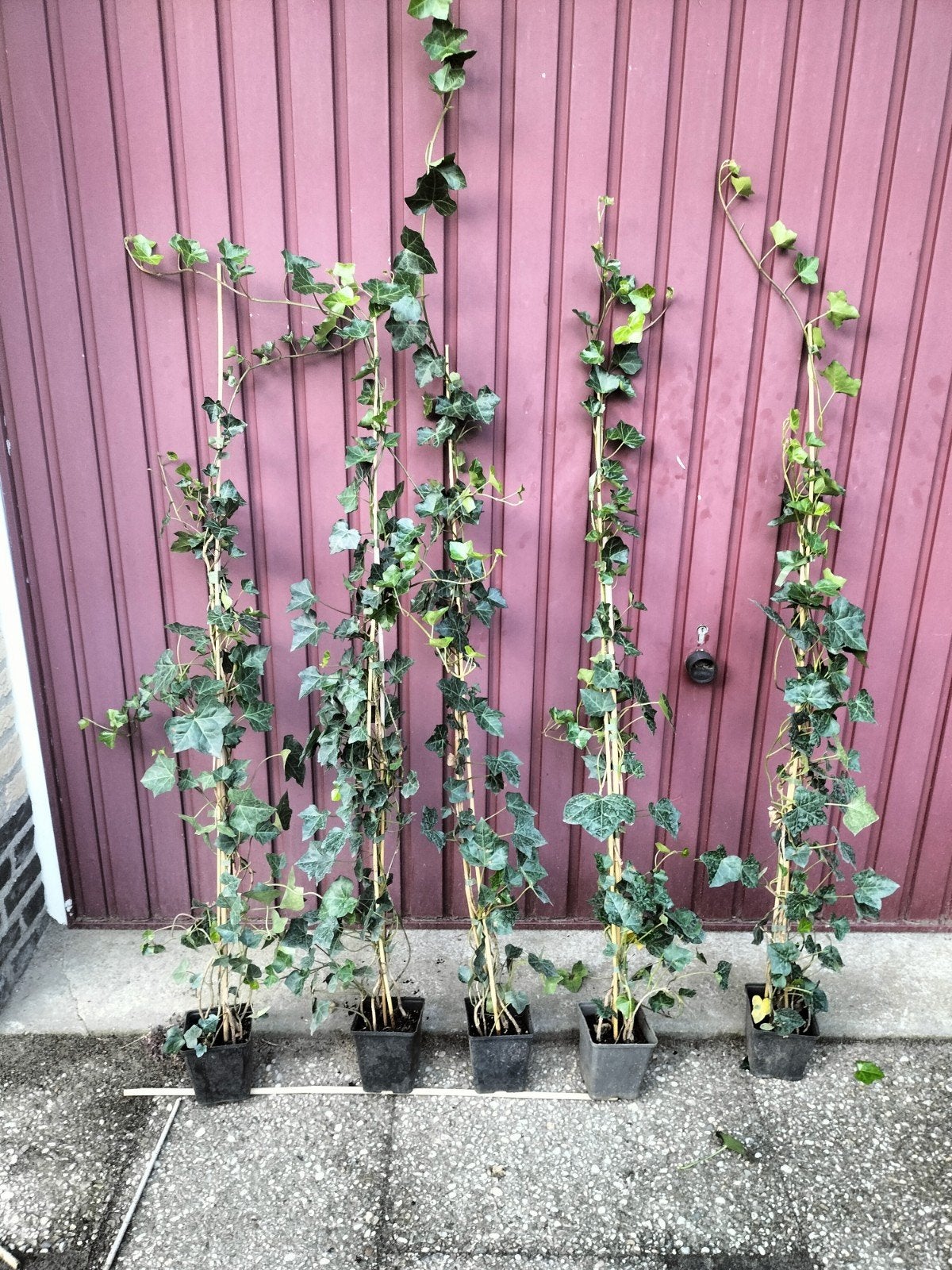 Hedera Hibernica - Ierse Klimop 125 cm, Tuin en Terras, Ophalen, Overige soorten, 100 tot 250 cm