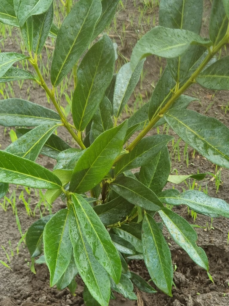 Prunus Genolia Laurier - Smal groeiende haagplant, Tuin en Terras, Planten | Struiken en Hagen, Ophalen of Verzenden, Laurier